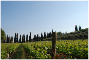 Vigne_in_Valpolicella