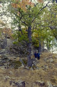 Monte Croccia - Massi erratici